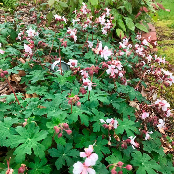 Превью изображения