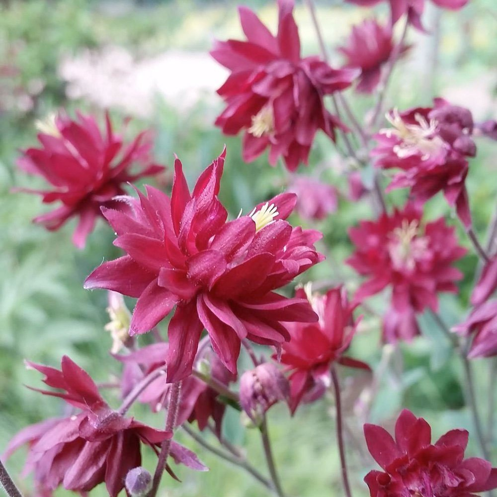 Превью изображения