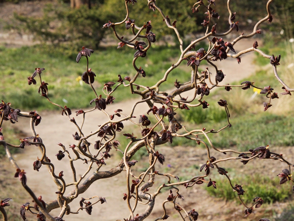 Превью изображения