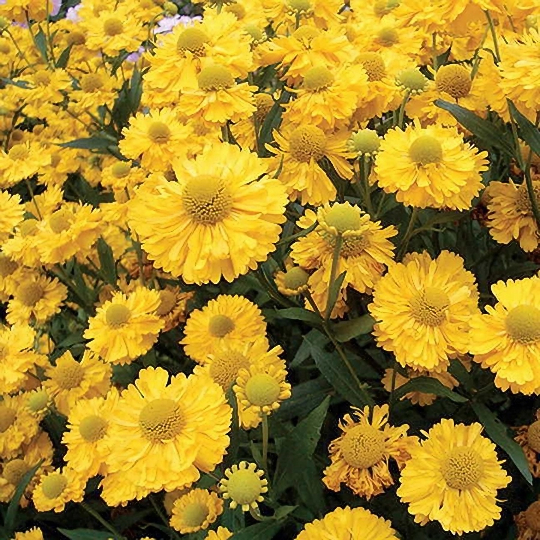 Превью изображения