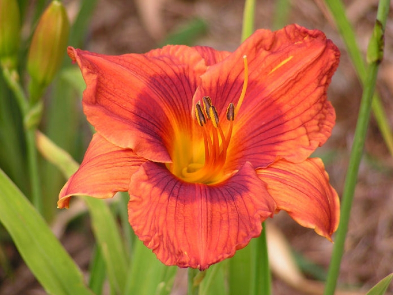 Превью изображения