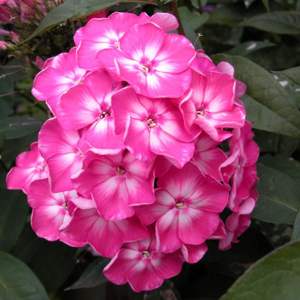 Превью изображения