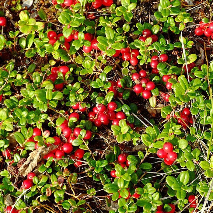 Превью изображения