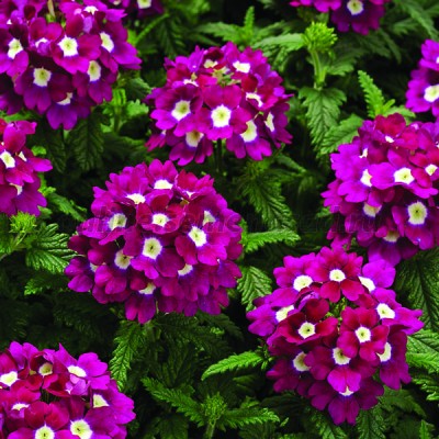 Превью изображения