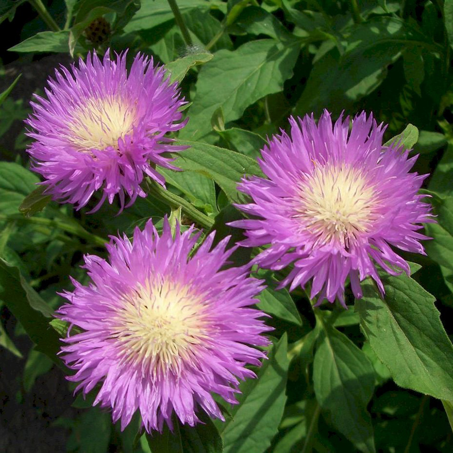 Превью изображения