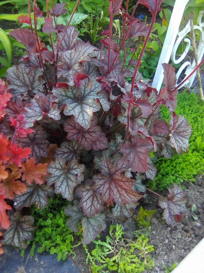 Превью изображения