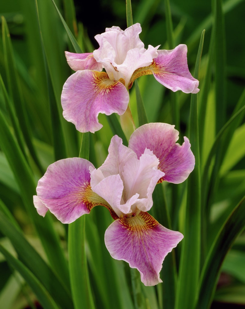 Превью изображения