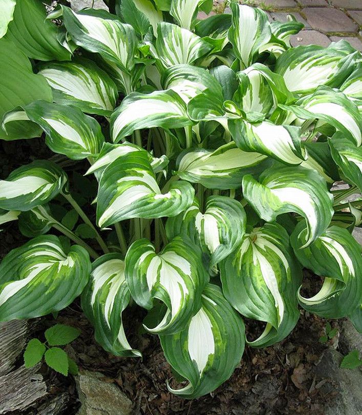 Превью изображения