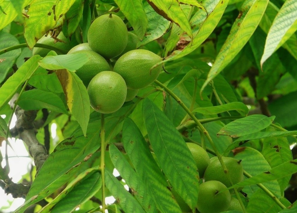 Превью изображения