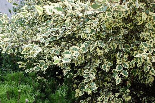 Превью изображения