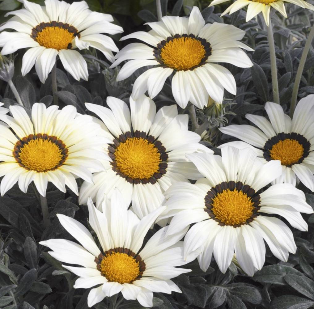 Превью изображения