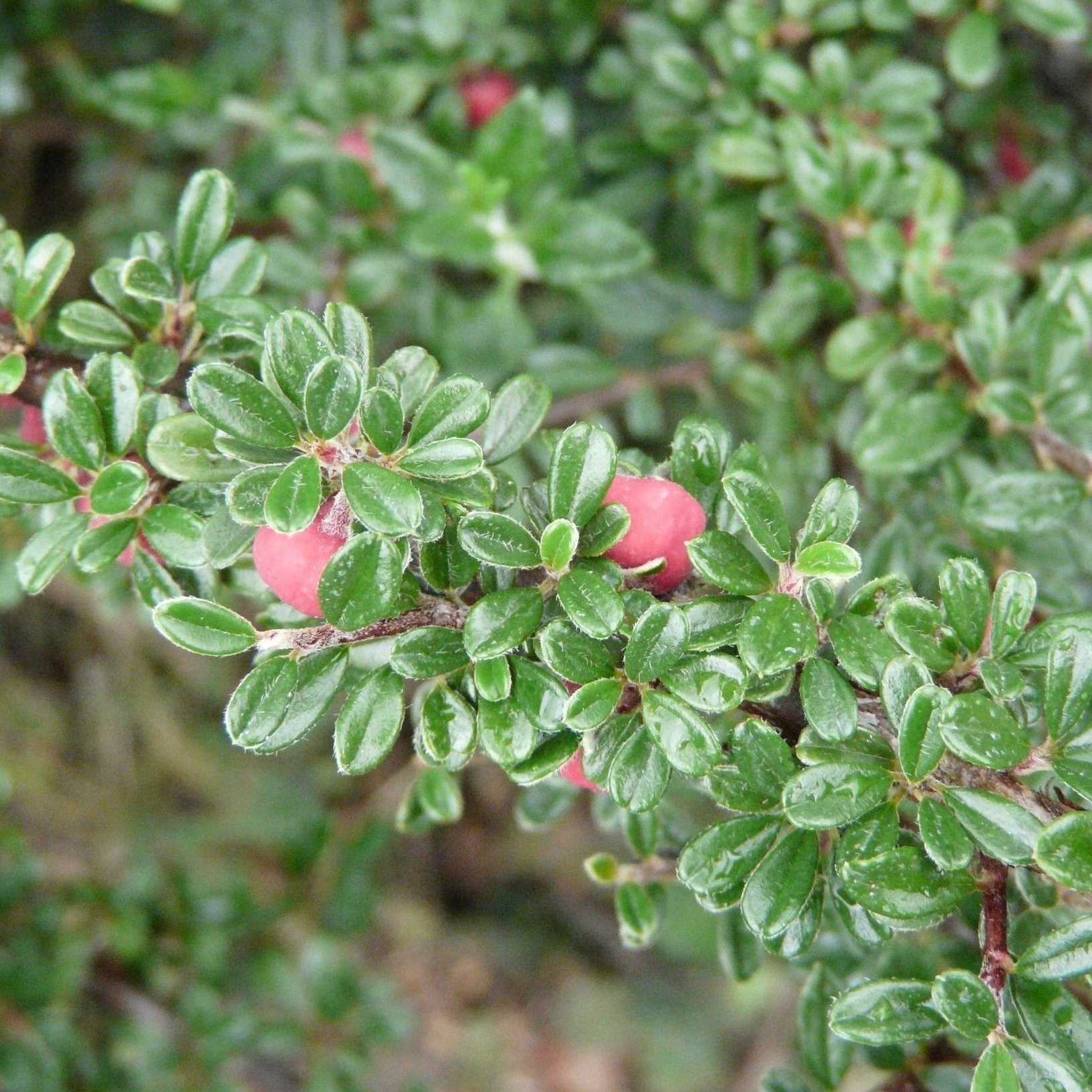 Превью изображения