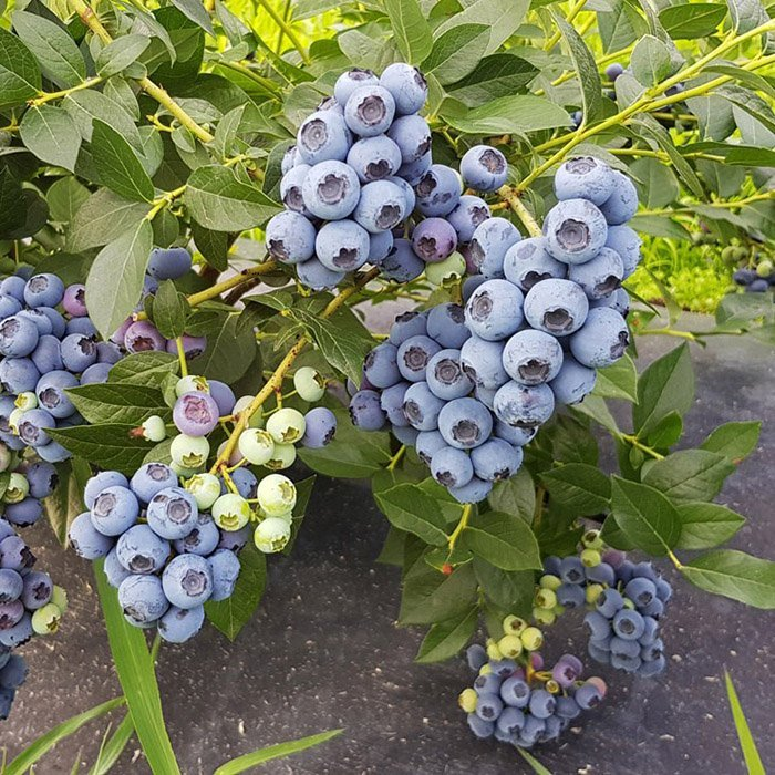 Превью изображения
