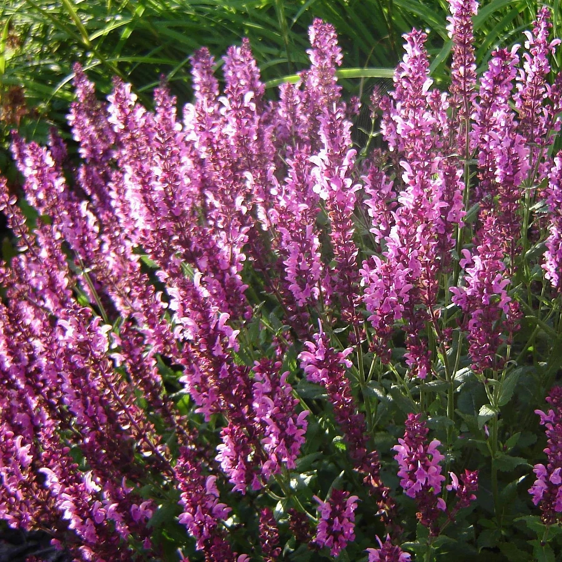 Превью изображения