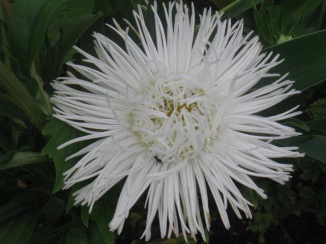 Превью изображения