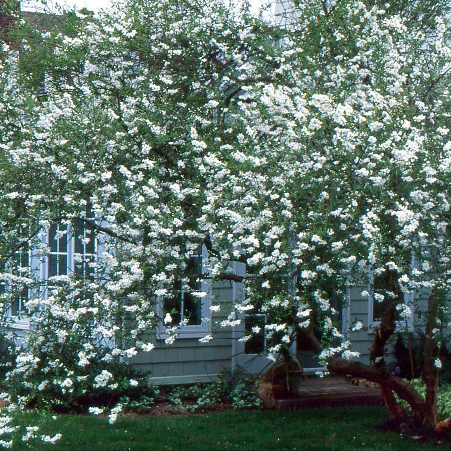 Превью изображения