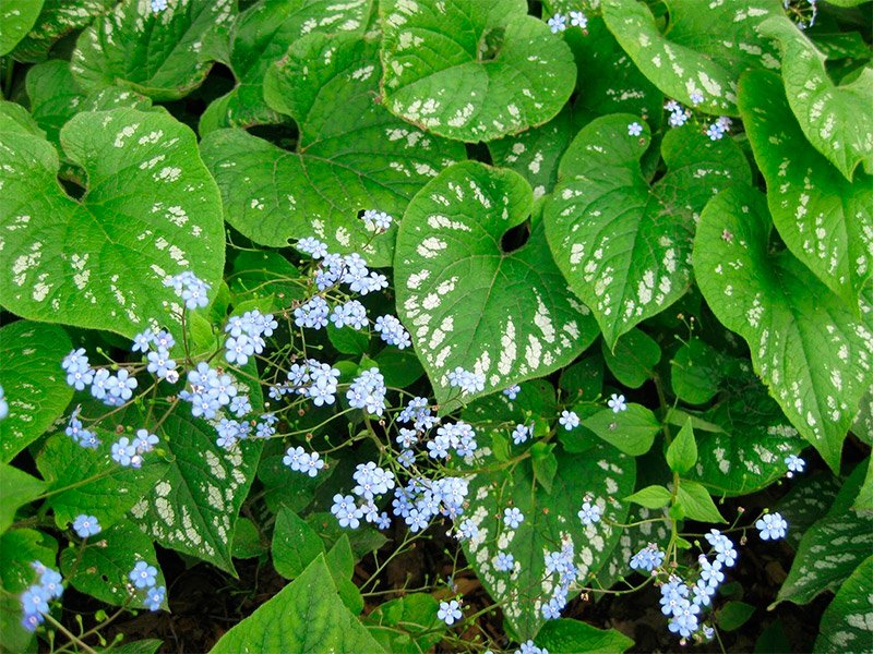 Превью изображения