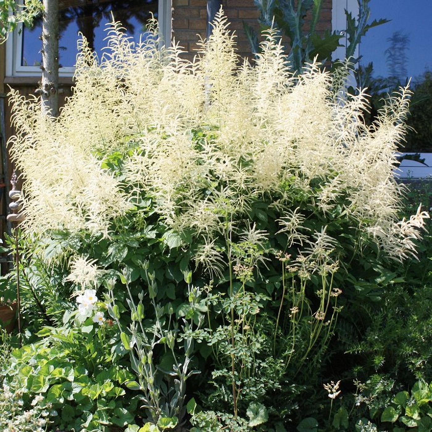 Превью изображения