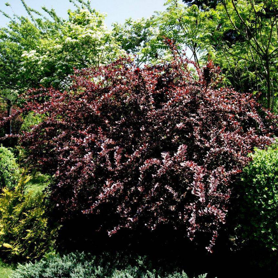 Превью изображения