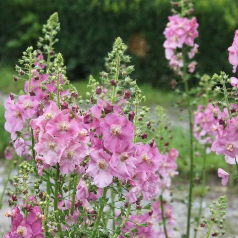 Превью изображения