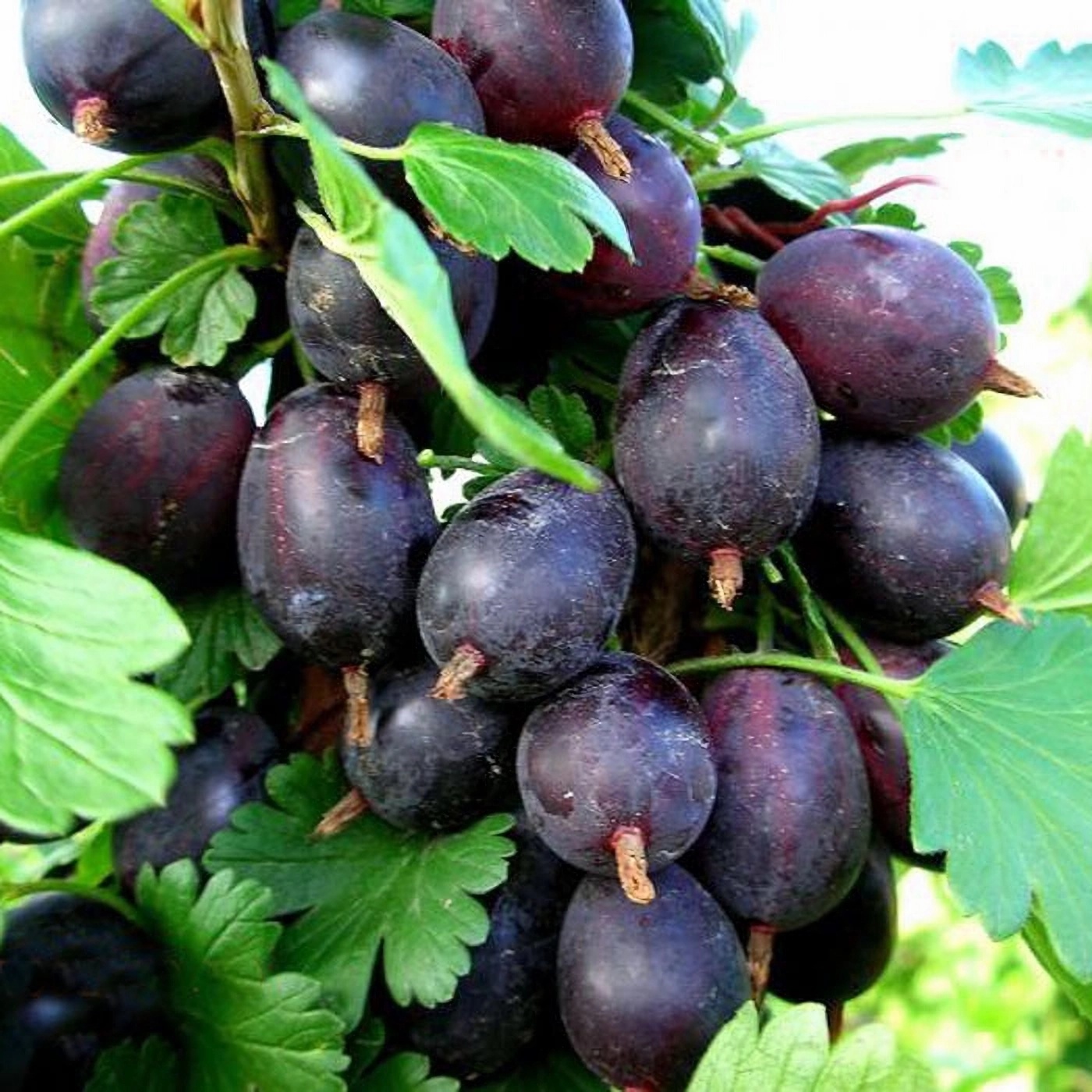 Превью изображения