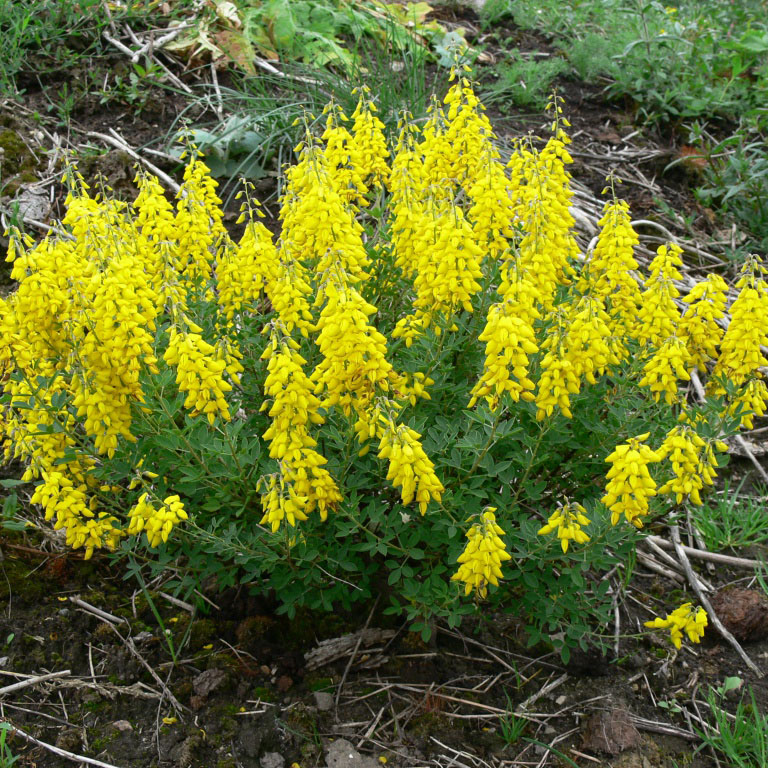 Превью изображения