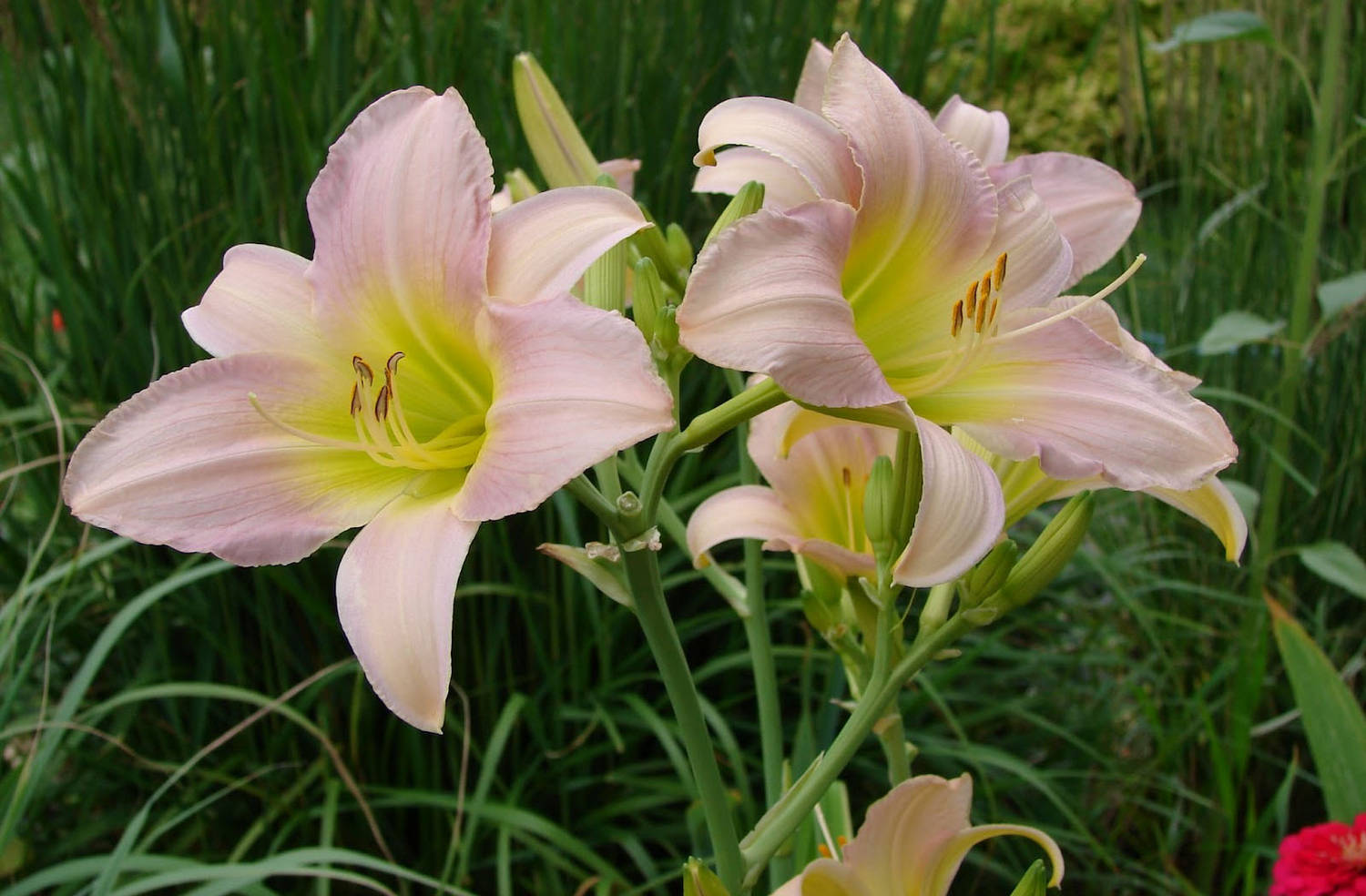 Превью изображения