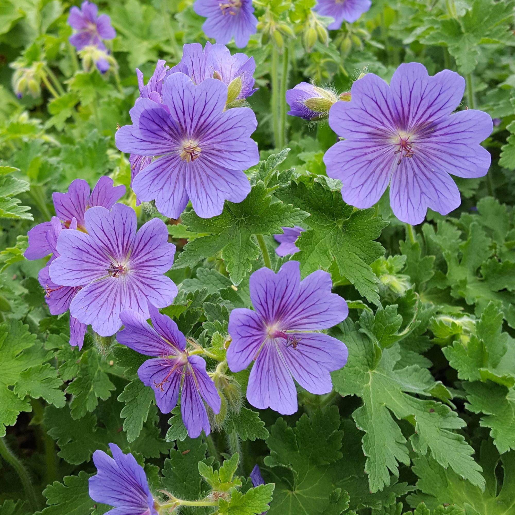 Превью изображения