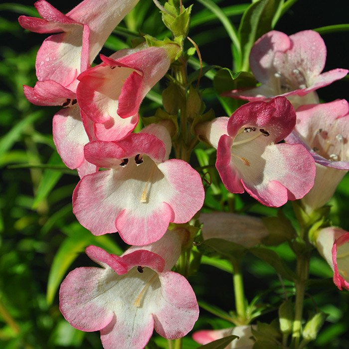 Превью изображения