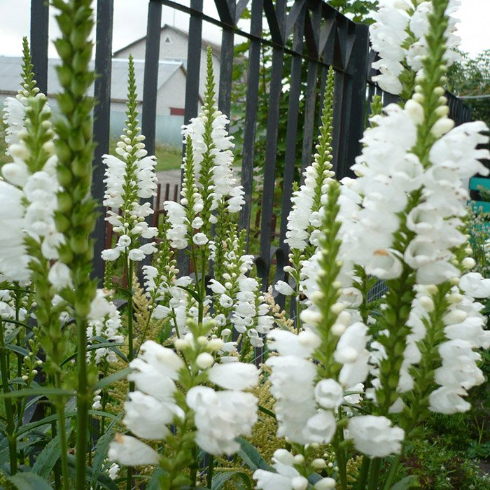 Превью изображения