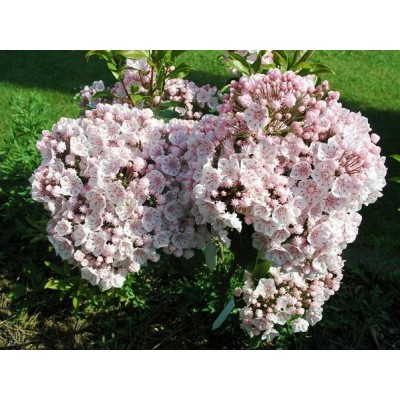 Превью изображения