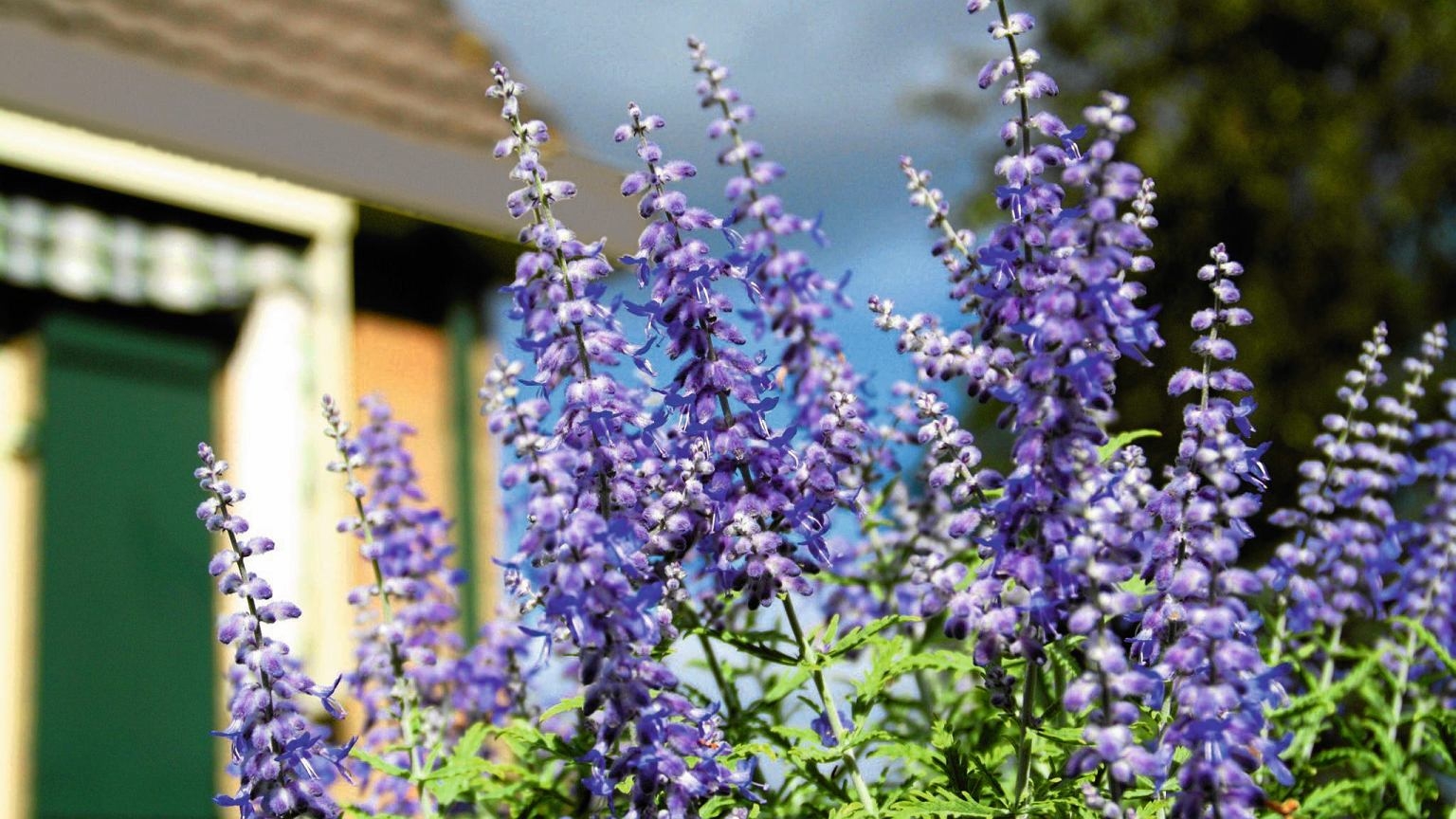 Превью изображения