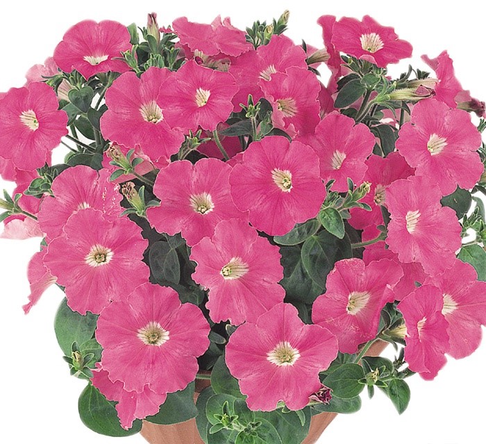 Превью изображения