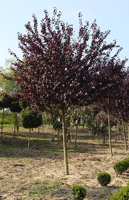 Превью изображения