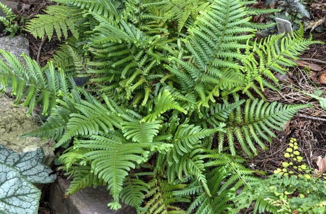 Превью изображения