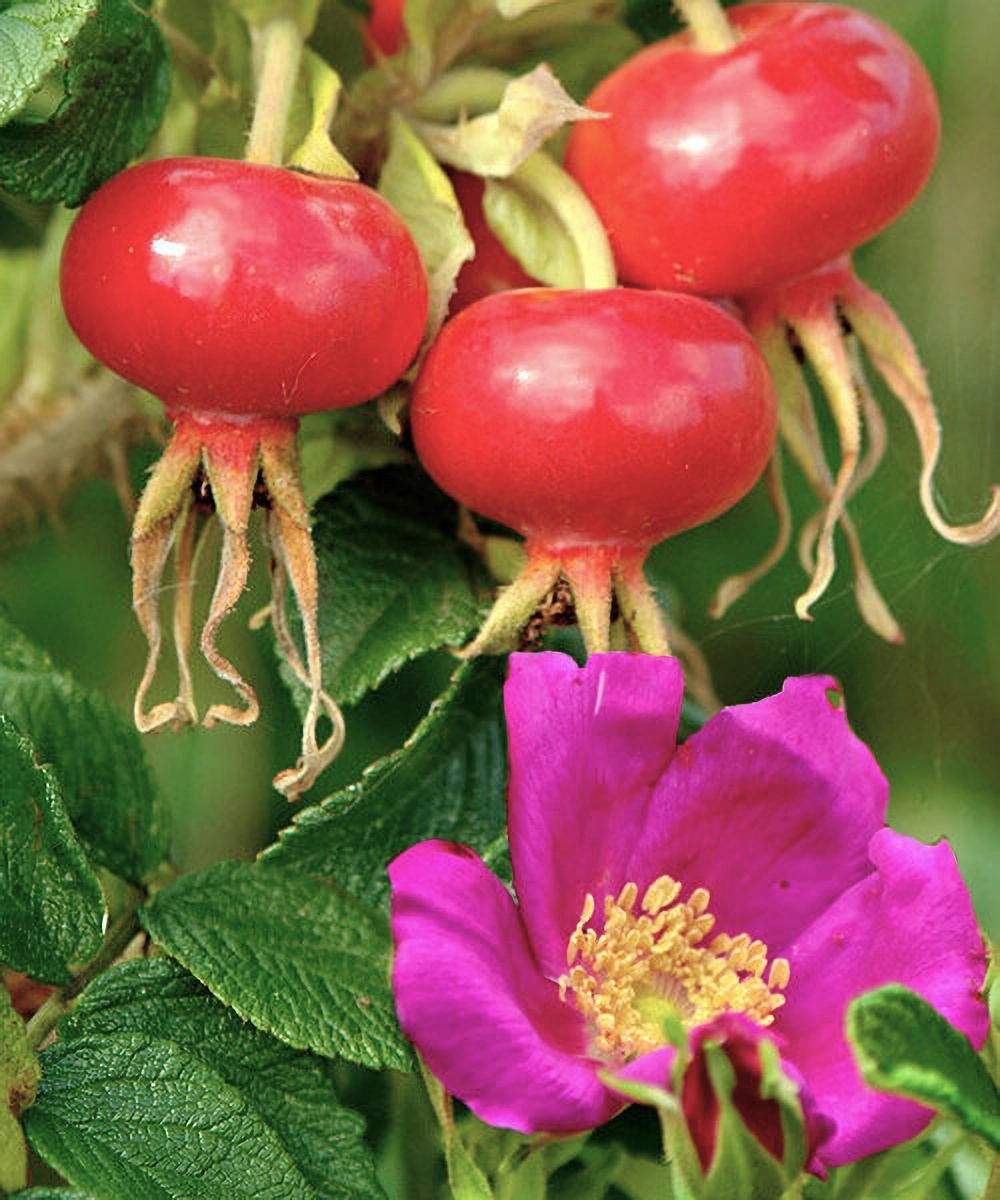 Превью изображения