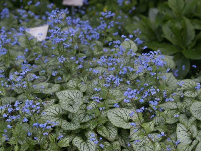 Превью изображения