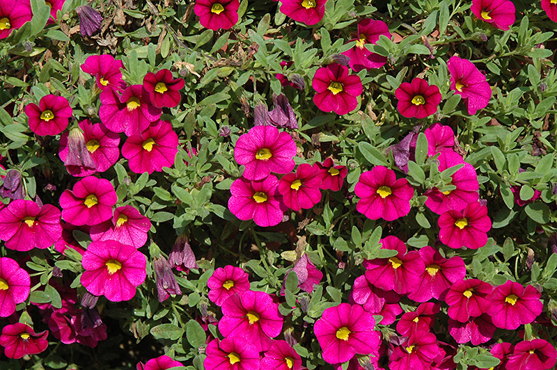 Превью изображения