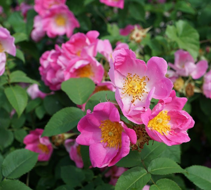 Превью изображения