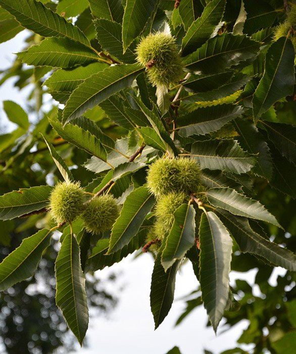 Превью изображения