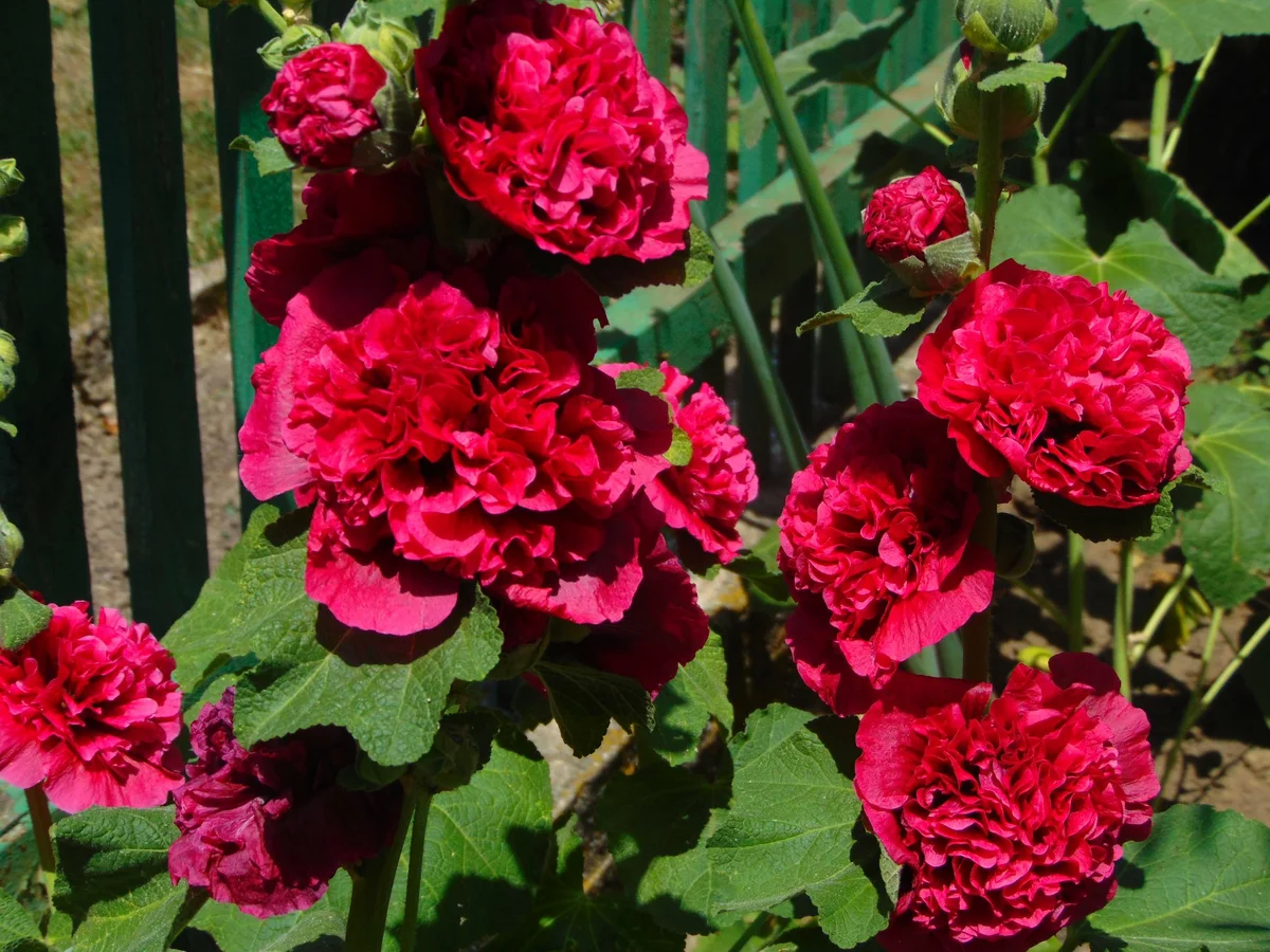 Превью изображения