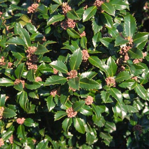 Превью изображения