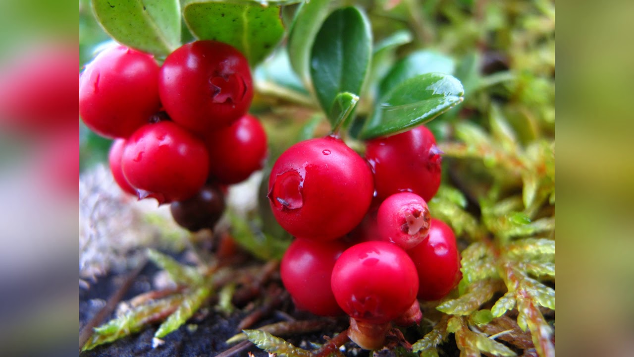 Превью изображения