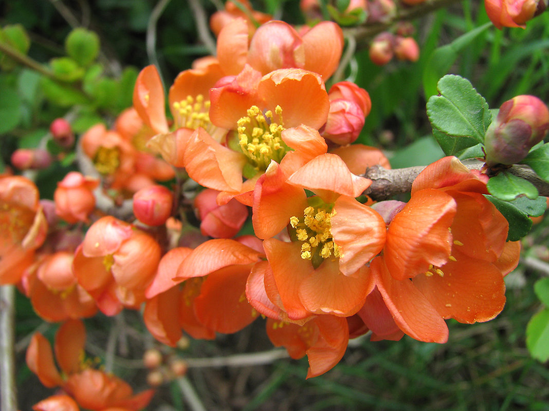 Превью изображения