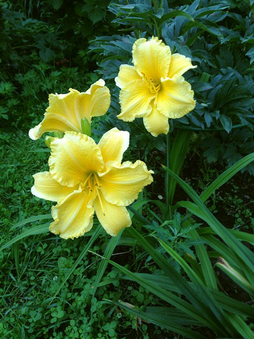 Превью изображения