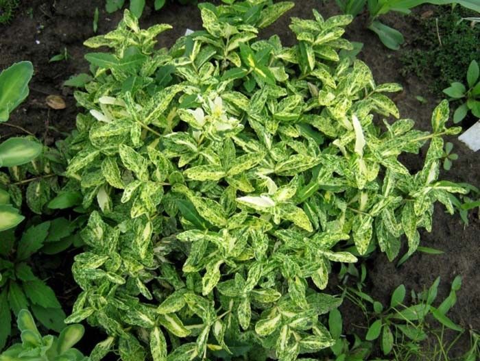 Превью изображения