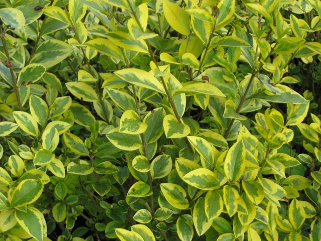 Превью изображения