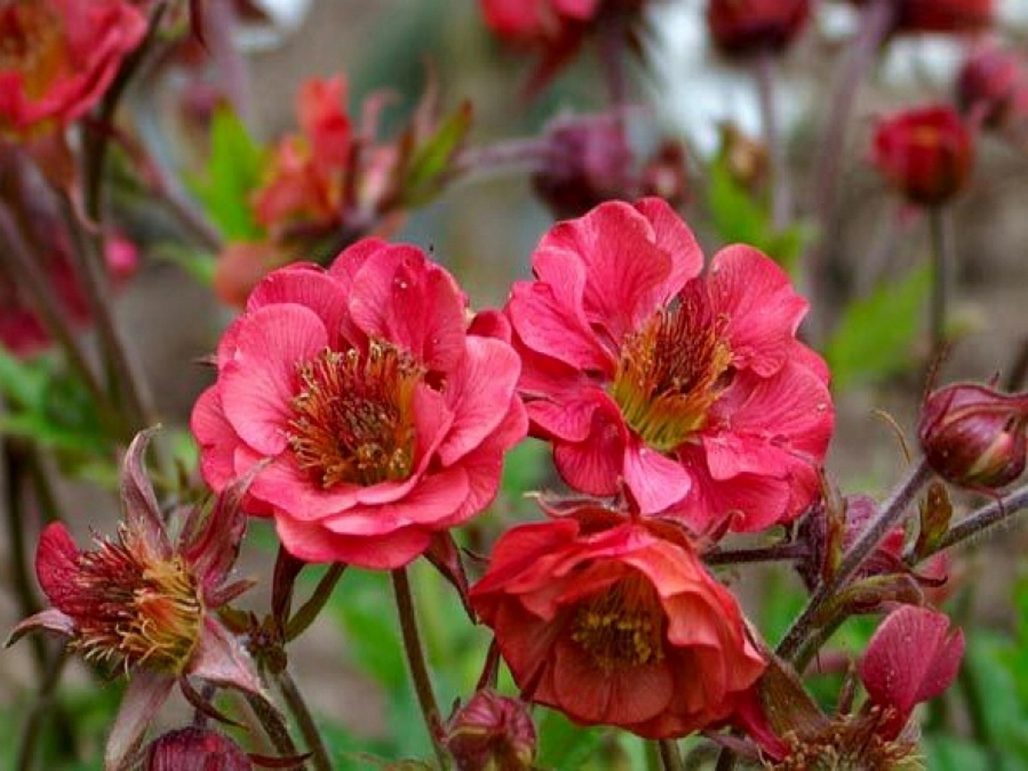 Превью изображения