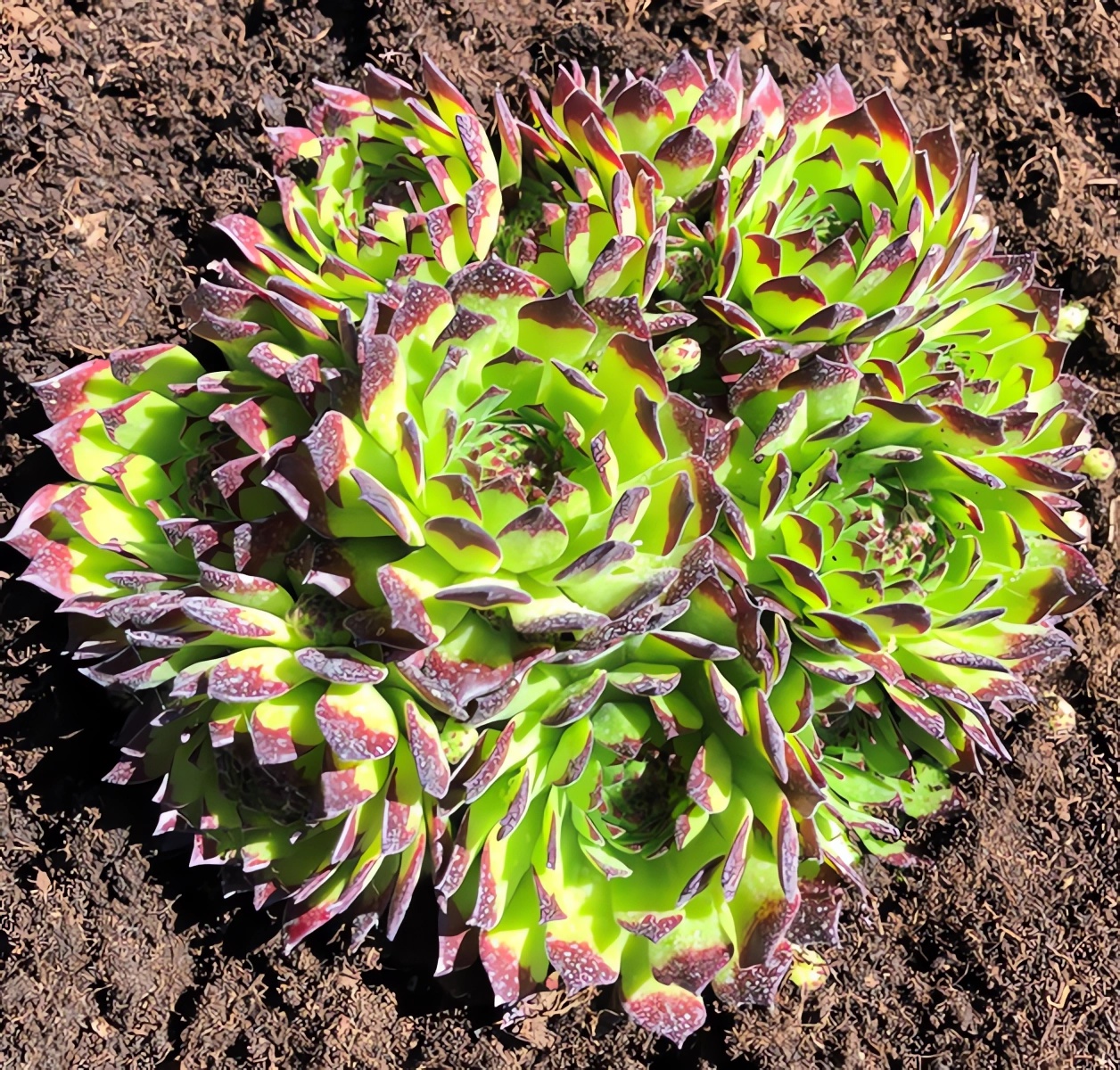 Превью изображения