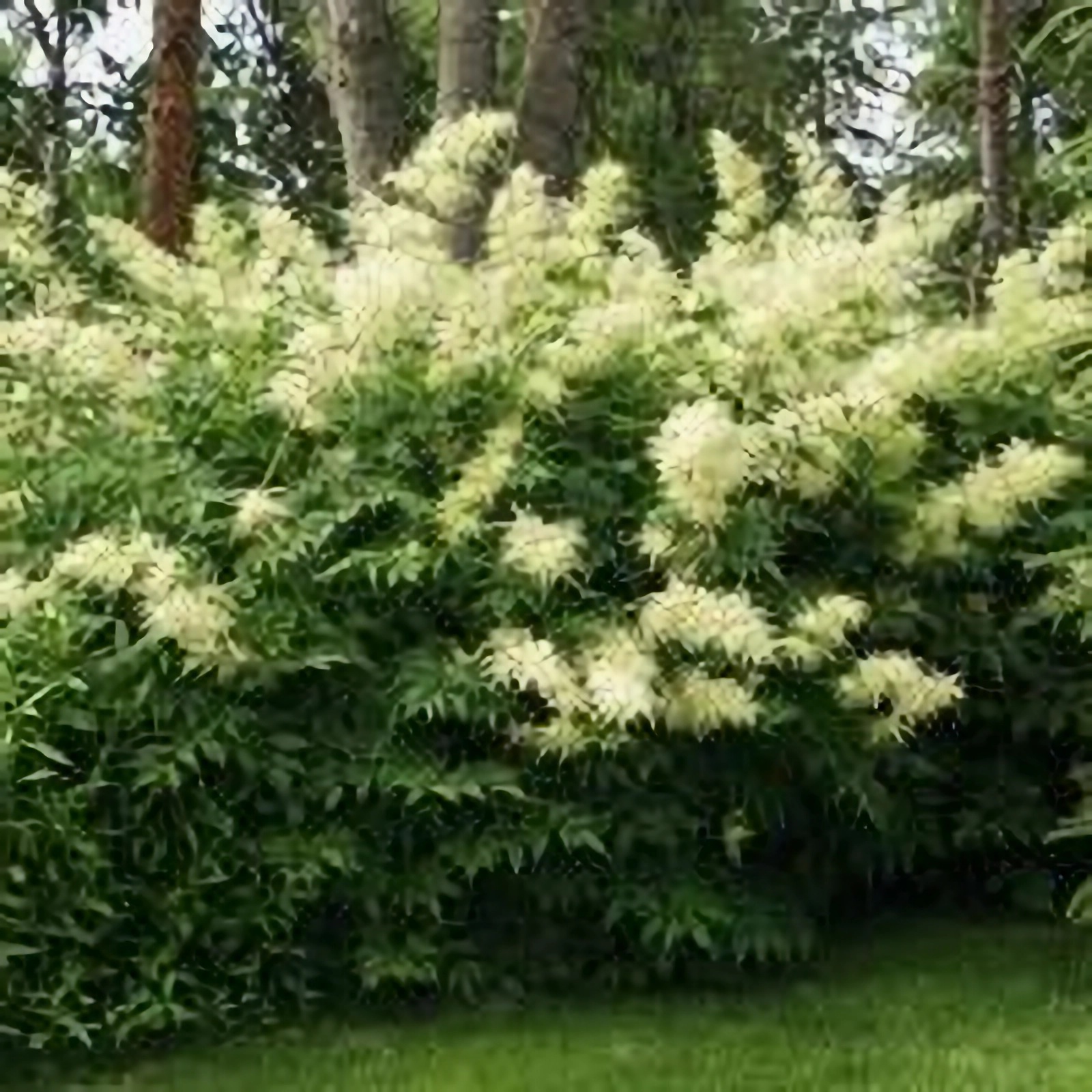 Превью изображения